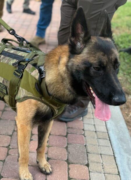 U.S. Marshals Office K-9 to make full recovery following southwest Houston shootout, manhunt – Houston Public Media