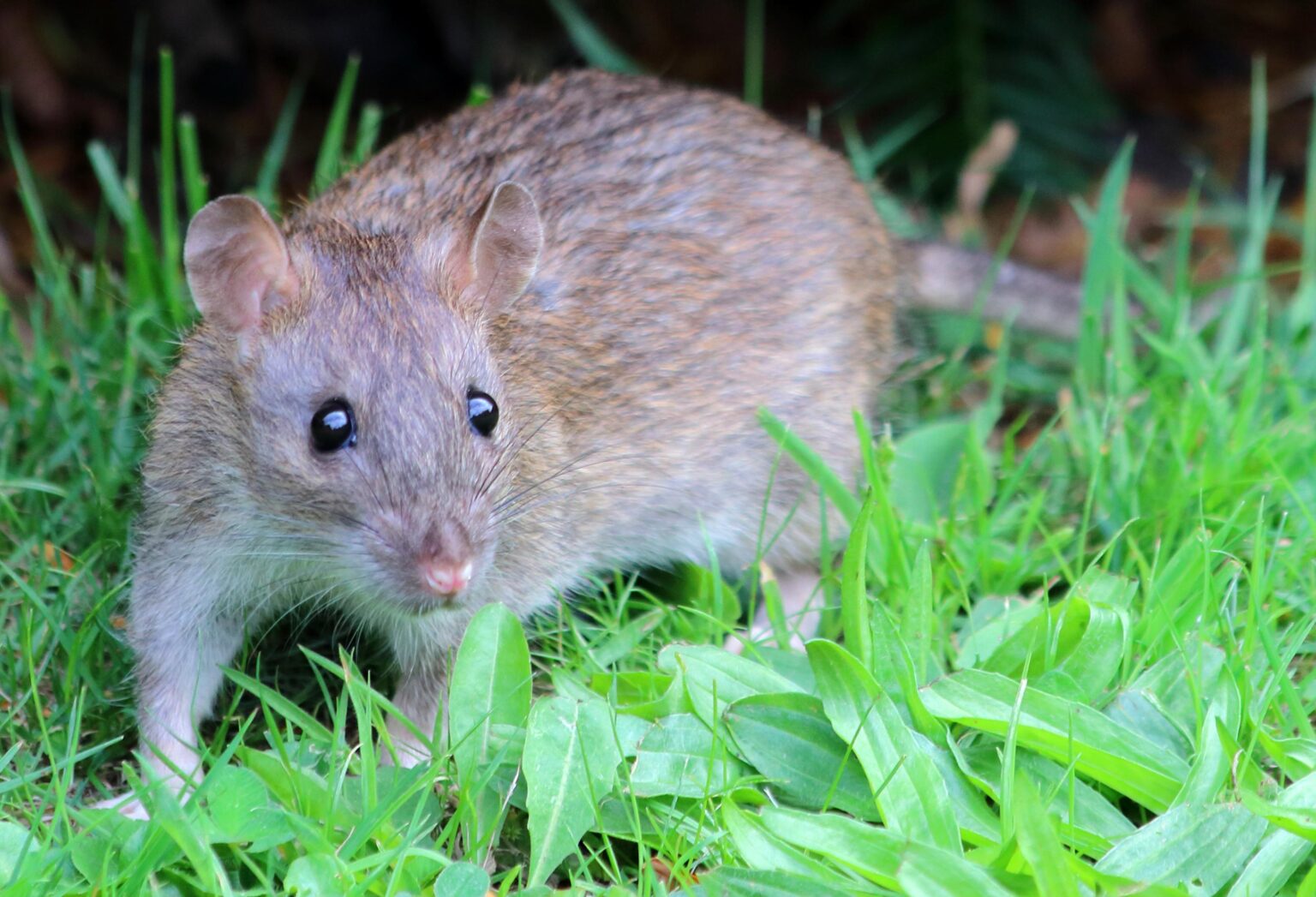 Rats get taste for drugs in Houston police evidence room – The Guardian
