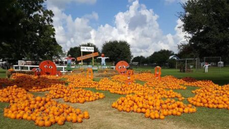 Best Pumpkin Patches Near Houston for Fall Fun – Mommy Poppins