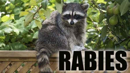 Raccoon Tests Positive for Rabies in Houston County – Wiregrass Daily News