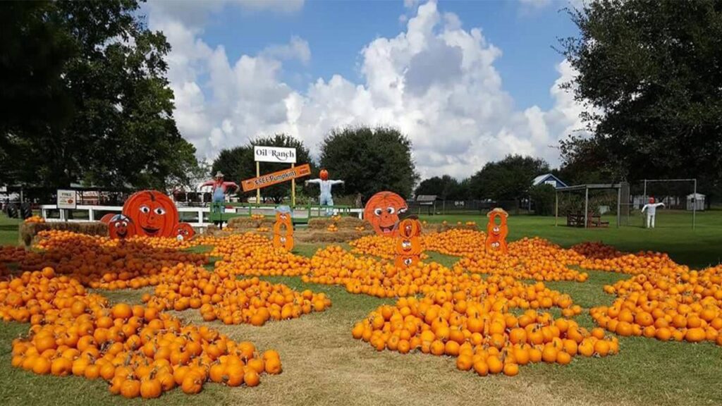 Here are the best pumpkin patches in Houston, Katy, and more – Houston Public Media