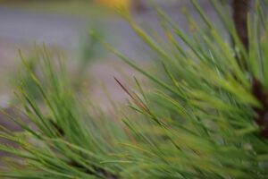 Lina Hidalgo will not seek reelection as Harris County Judge in 2026 – Houston Public Media