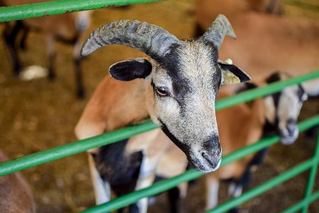 Ren Fest Drama Ignites Houston’s Most Buzzed-About Entertainment Stories of 2025 Ren Fest drama tops Houston’s hottest entertainment headlines of 2025 – CultureMap Houston