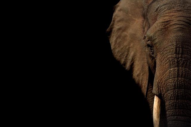 That Time an Elephant Peed at the GOP Con and Other Houston Oddities – Houstonia Magazine That Time an Elephant Peed at the GOP Con and Other Houston Oddities – Houstonia Magazine